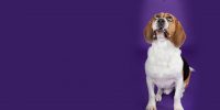 Blog_22_Theo-Beagle