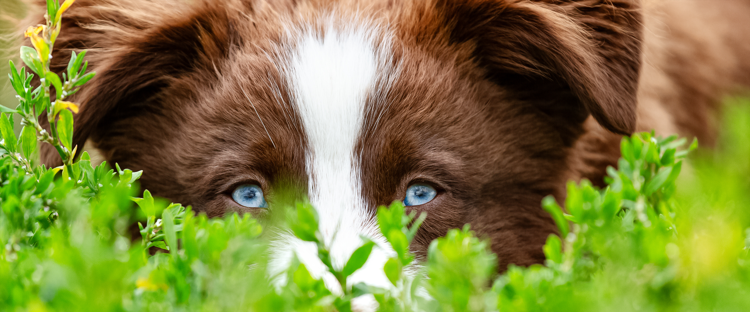 Australian Shepherd Welpe mit blauen Augen zwischen grünen Pflanzen