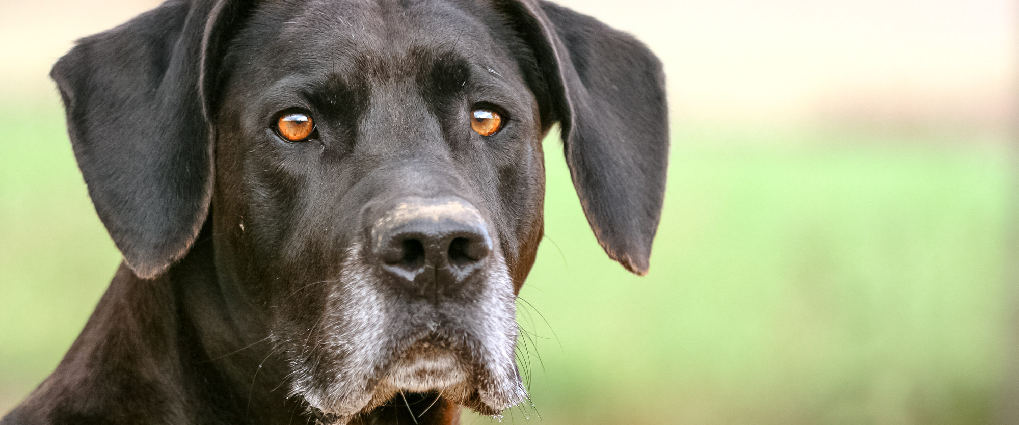 CharityDogs Für ein würdevolles Hundeleben im Alter