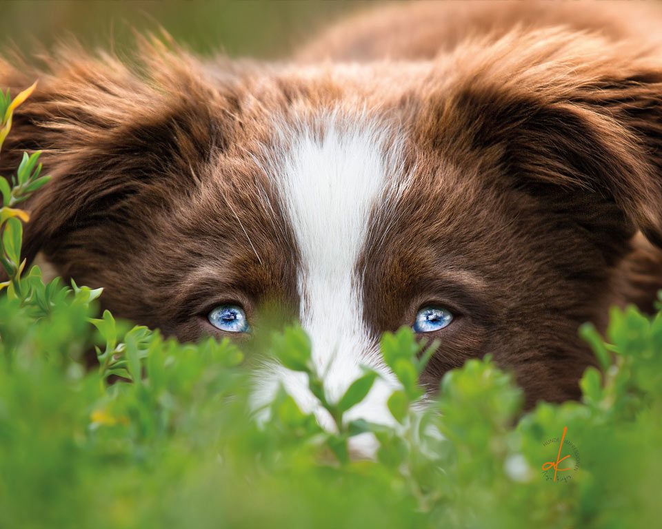 Achtsame Hundefotografie mit Australian Shepherd Australian Shepherd mit aufmerksamem Blick im grünen Gras als Beispiel für natürliche und achtsame Hundefotografie.