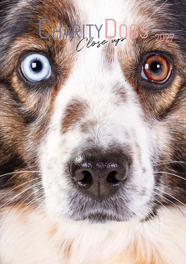 Nahaufnahme eines Australian Shepherds mit zweifarbigen Augen (blau und braun), CharityDogs Kalender 2027 "Close up"